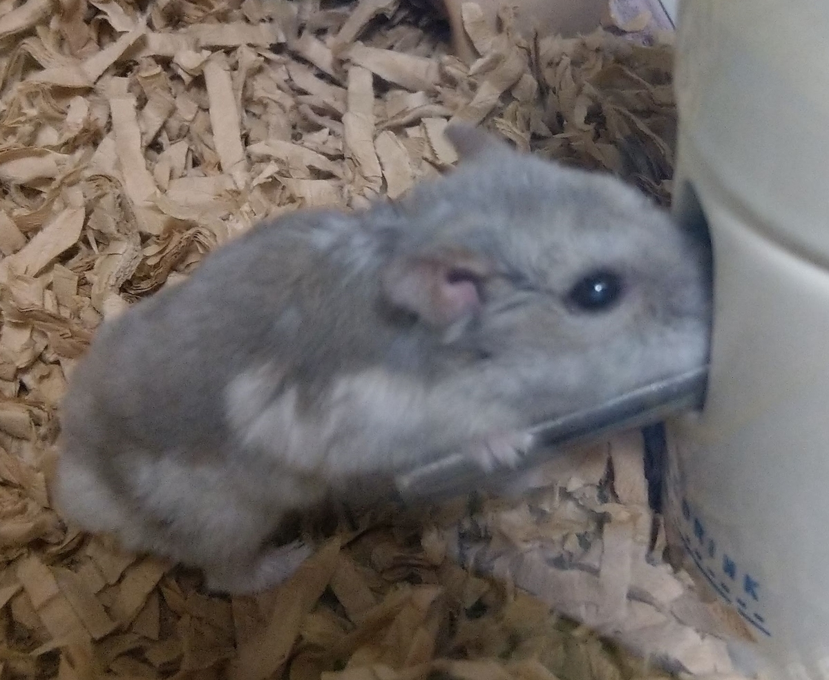 f:id:sinmogera:20190330012903j:plain f:id:sinmogera:20190330012903j:plain