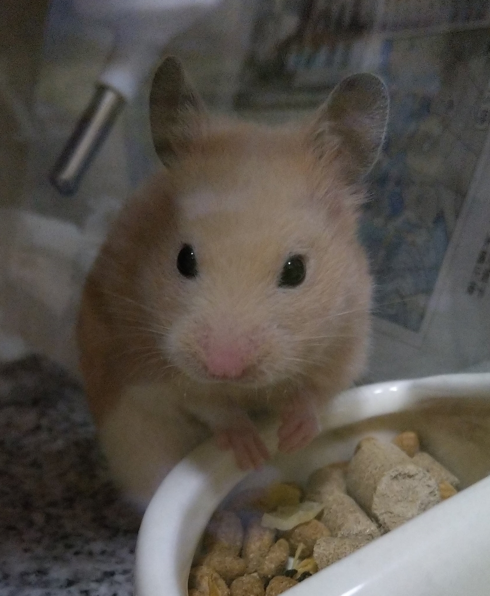 f:id:sinmogera:20190405011154j:plain f:id:sinmogera:20190405011154j:plain