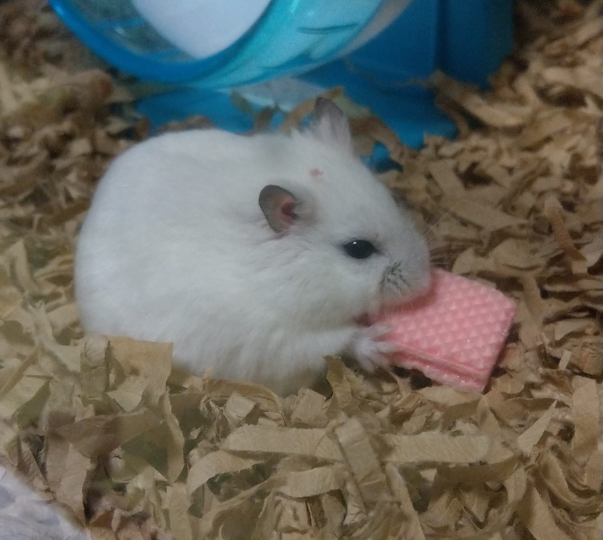 f:id:sinmogera:20190405012039j:plain f:id:sinmogera:20190405012039j:plain
