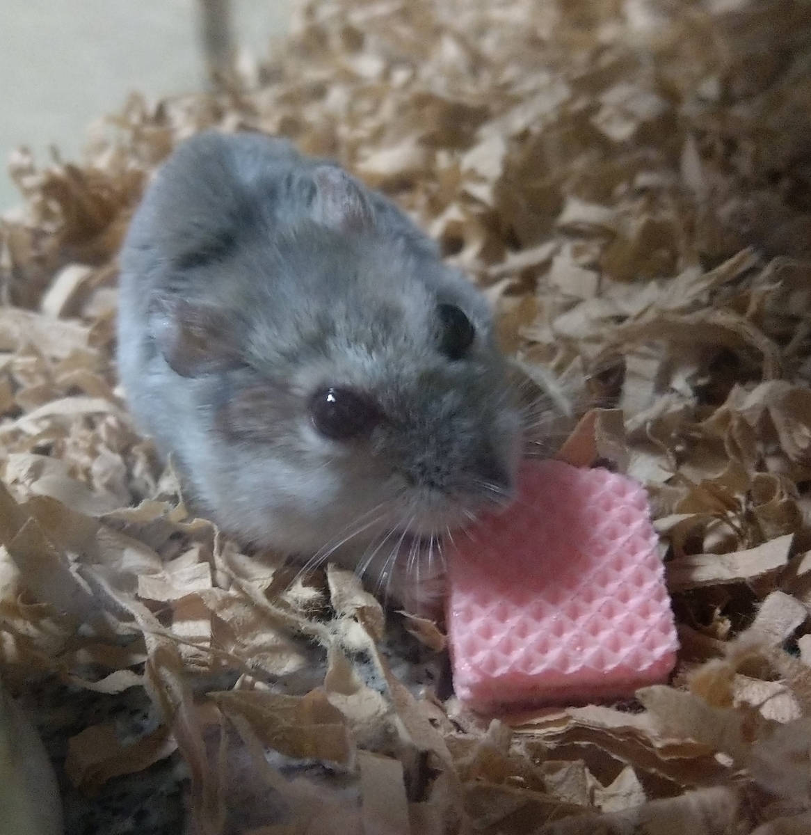 f:id:sinmogera:20190405012158j:plain f:id:sinmogera:20190405012158j:plain