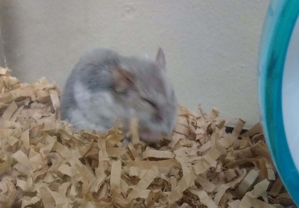 f:id:sinmogera:20190405012335j:plain f:id:sinmogera:20190405012335j:plain