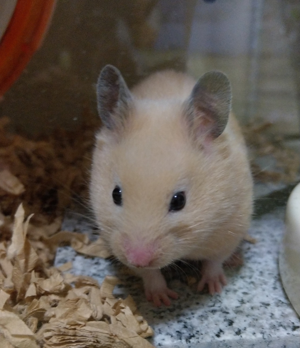 f:id:sinmogera:20190410231000j:plain f:id:sinmogera:20190410231000j:plain