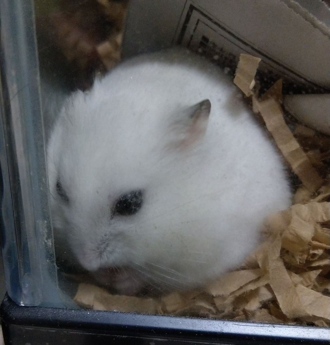 f:id:sinmogera:20190410231515j:plain f:id:sinmogera:20190410231515j:plain