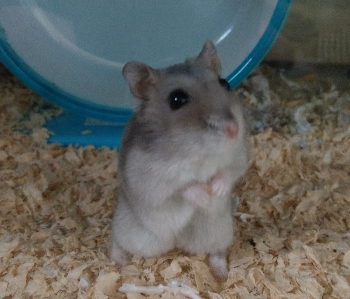 f:id:sinmogera:20190415235625j:plain f:id:sinmogera:20190415235625j:plain
