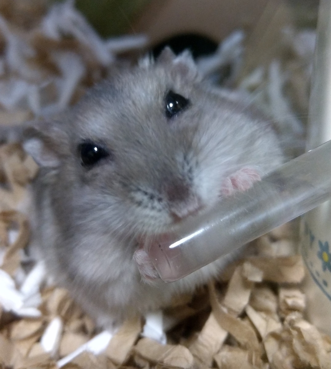 f:id:sinmogera:20190416000633j:plain f:id:sinmogera:20190416000633j:plain