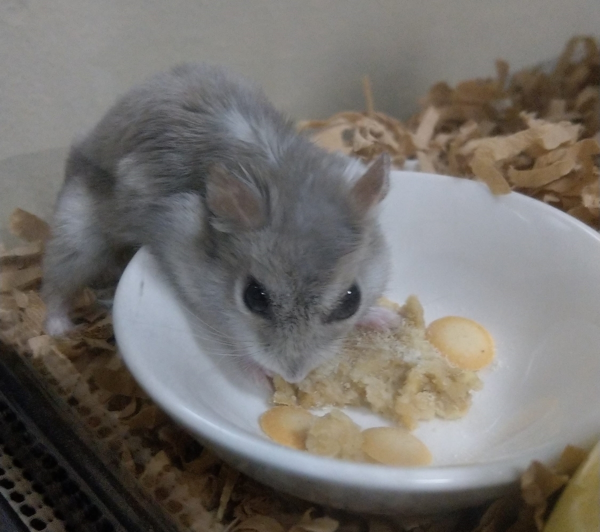 f:id:sinmogera:20190416001403j:plain f:id:sinmogera:20190416001403j:plain