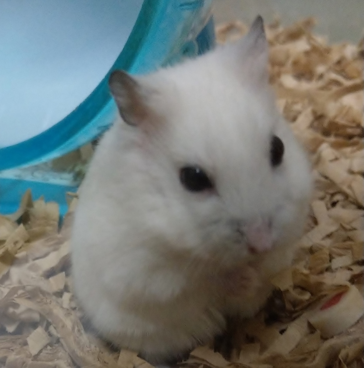 f:id:sinmogera:20190416002656j:plain f:id:sinmogera:20190416002656j:plain