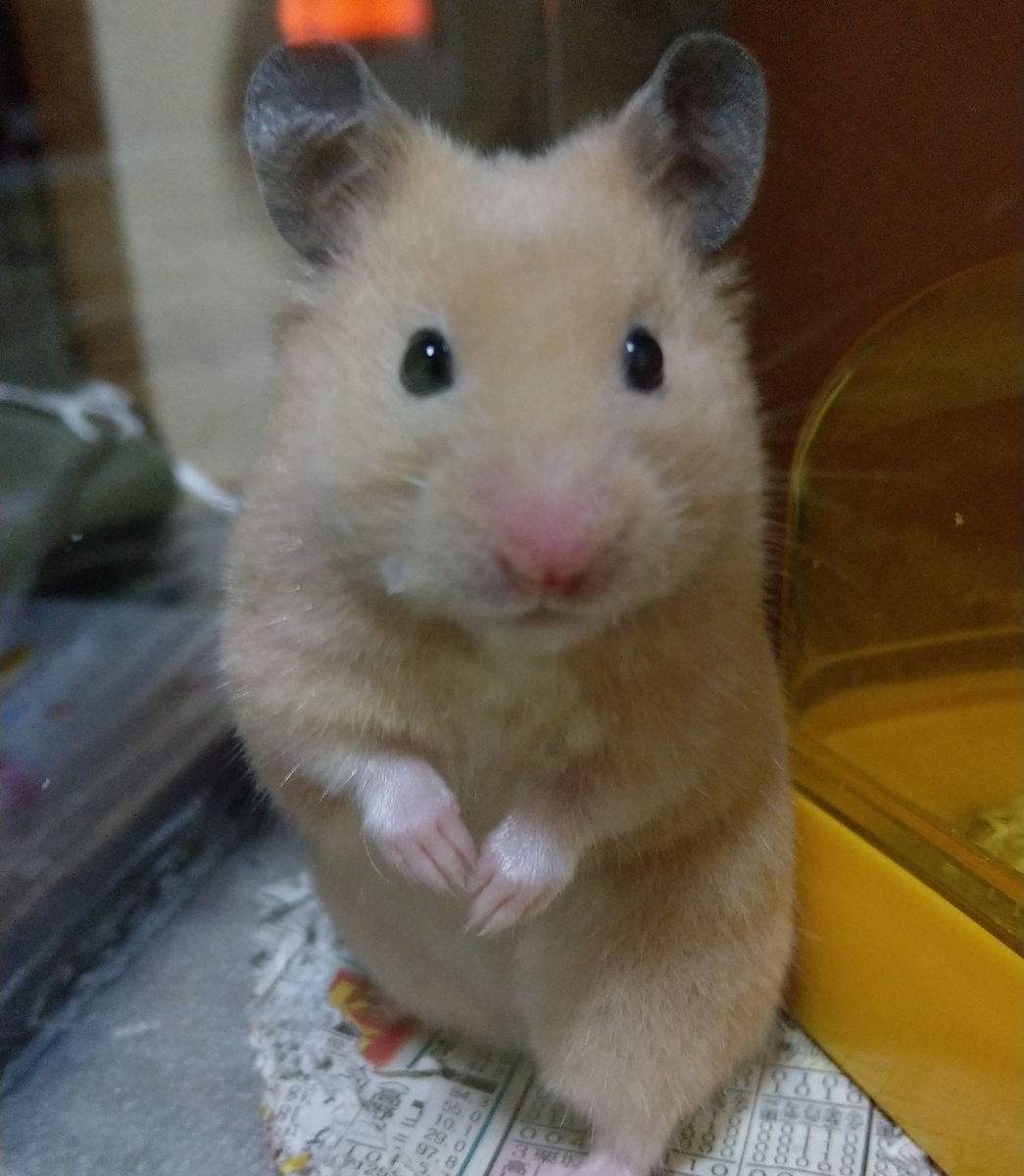 f:id:sinmogera:20190416002915j:plain f:id:sinmogera:20190416002915j:plain
