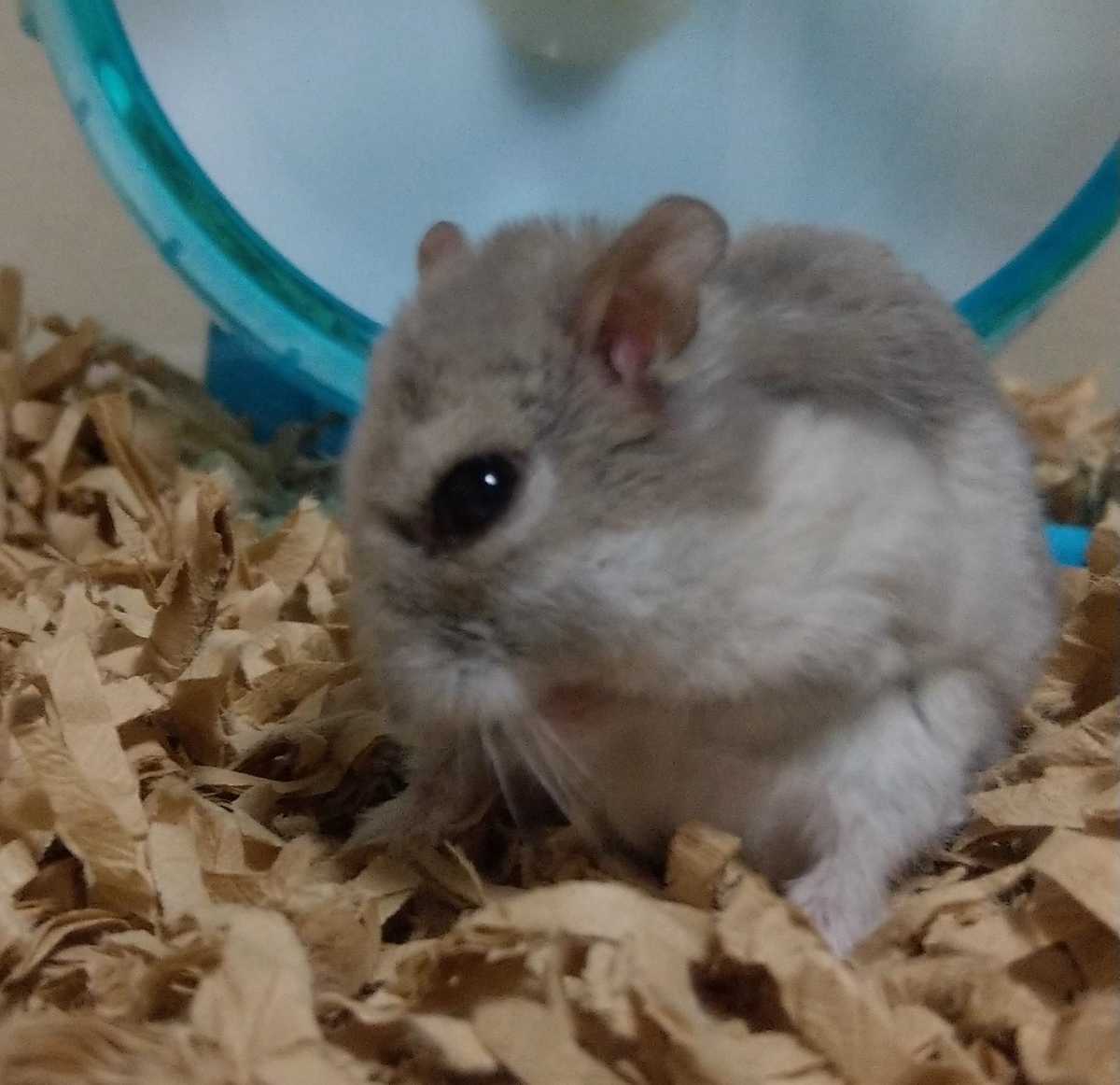 f:id:sinmogera:20190424233136j:plain f:id:sinmogera:20190424233136j:plain