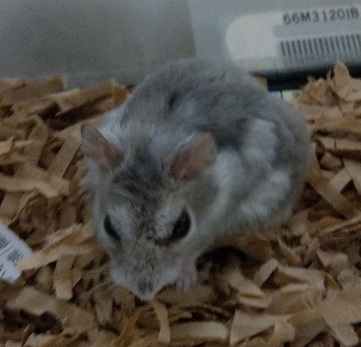 f:id:sinmogera:20190424233353j:plain f:id:sinmogera:20190424233353j:plain