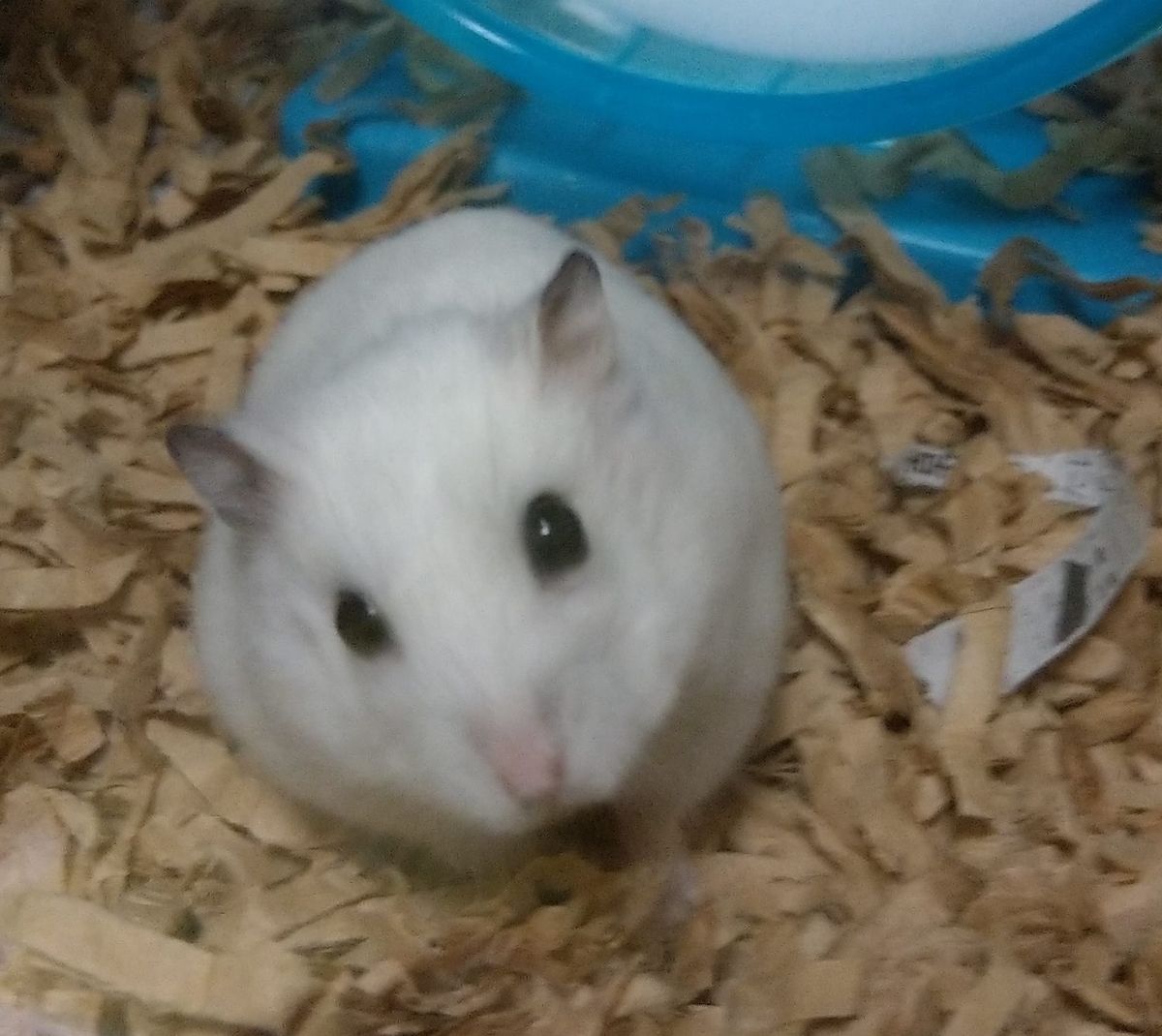 f:id:sinmogera:20190424233451j:plain f:id:sinmogera:20190424233451j:plain