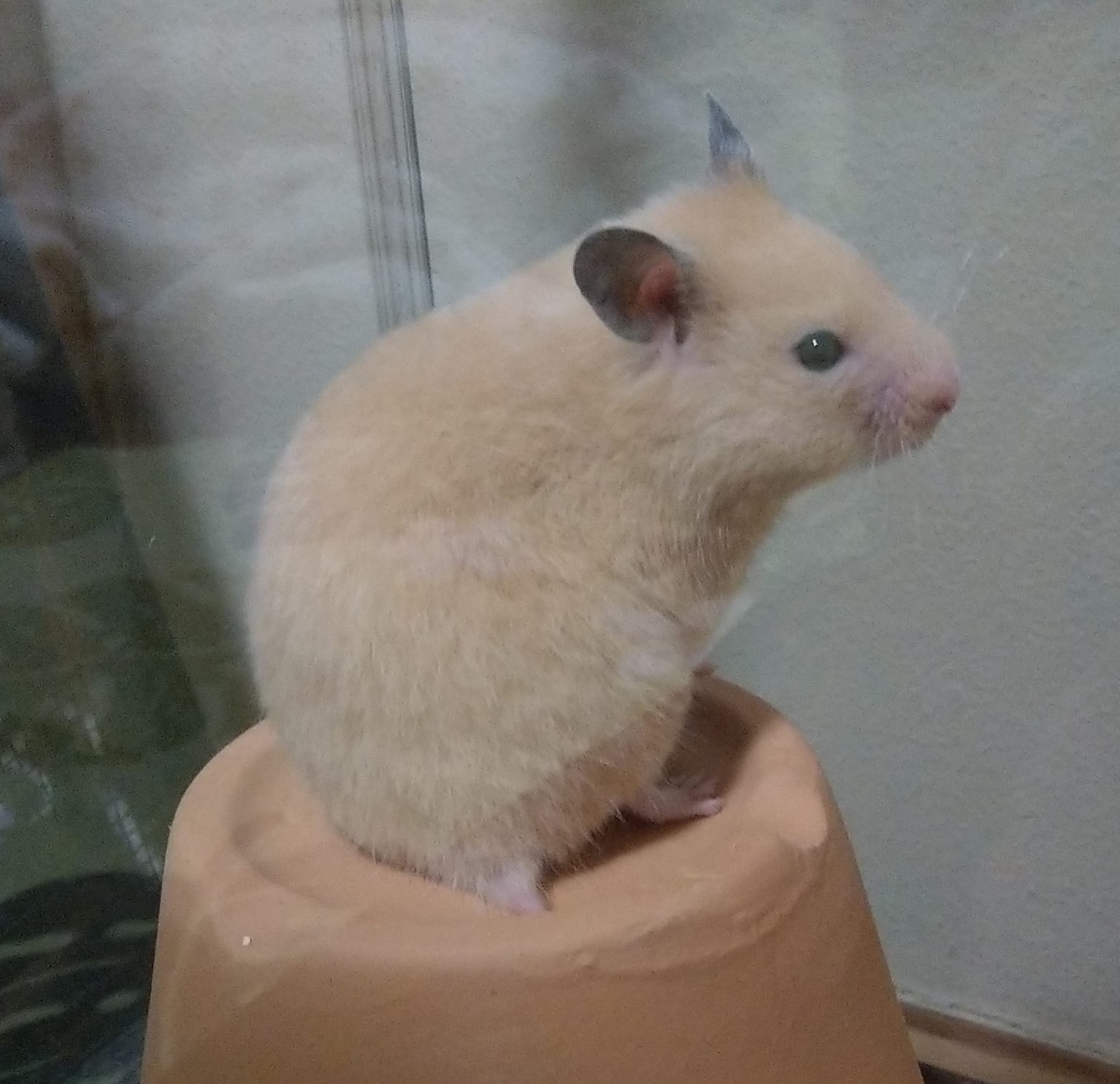f:id:sinmogera:20190424233825j:plain f:id:sinmogera:20190424233825j:plain