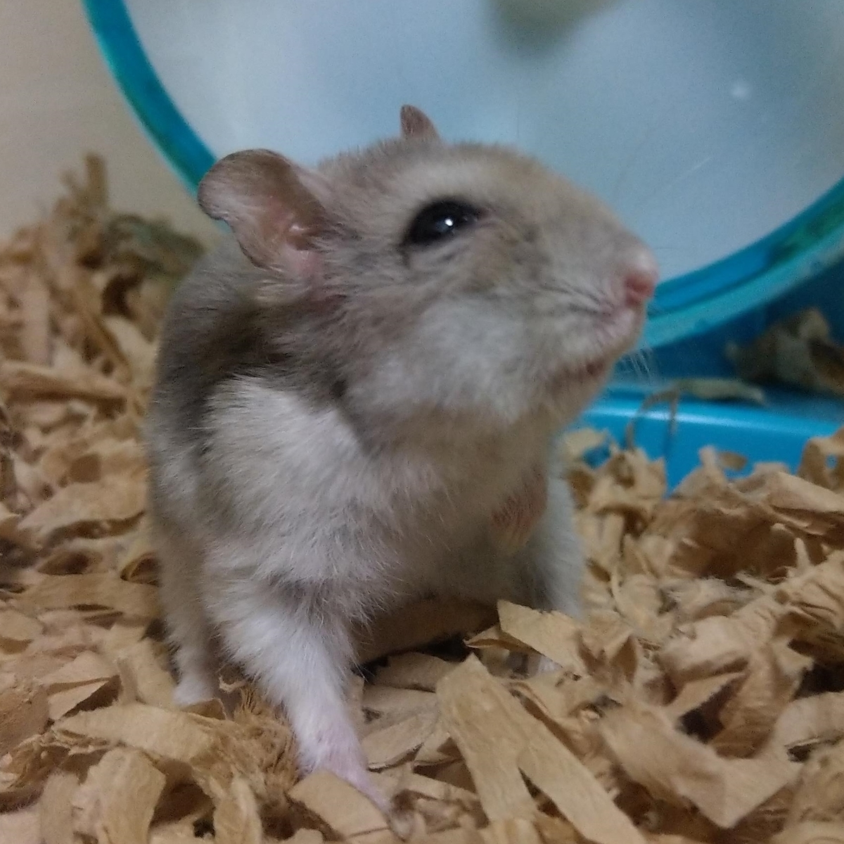 f:id:sinmogera:20190501225732j:plain f:id:sinmogera:20190501225732j:plain