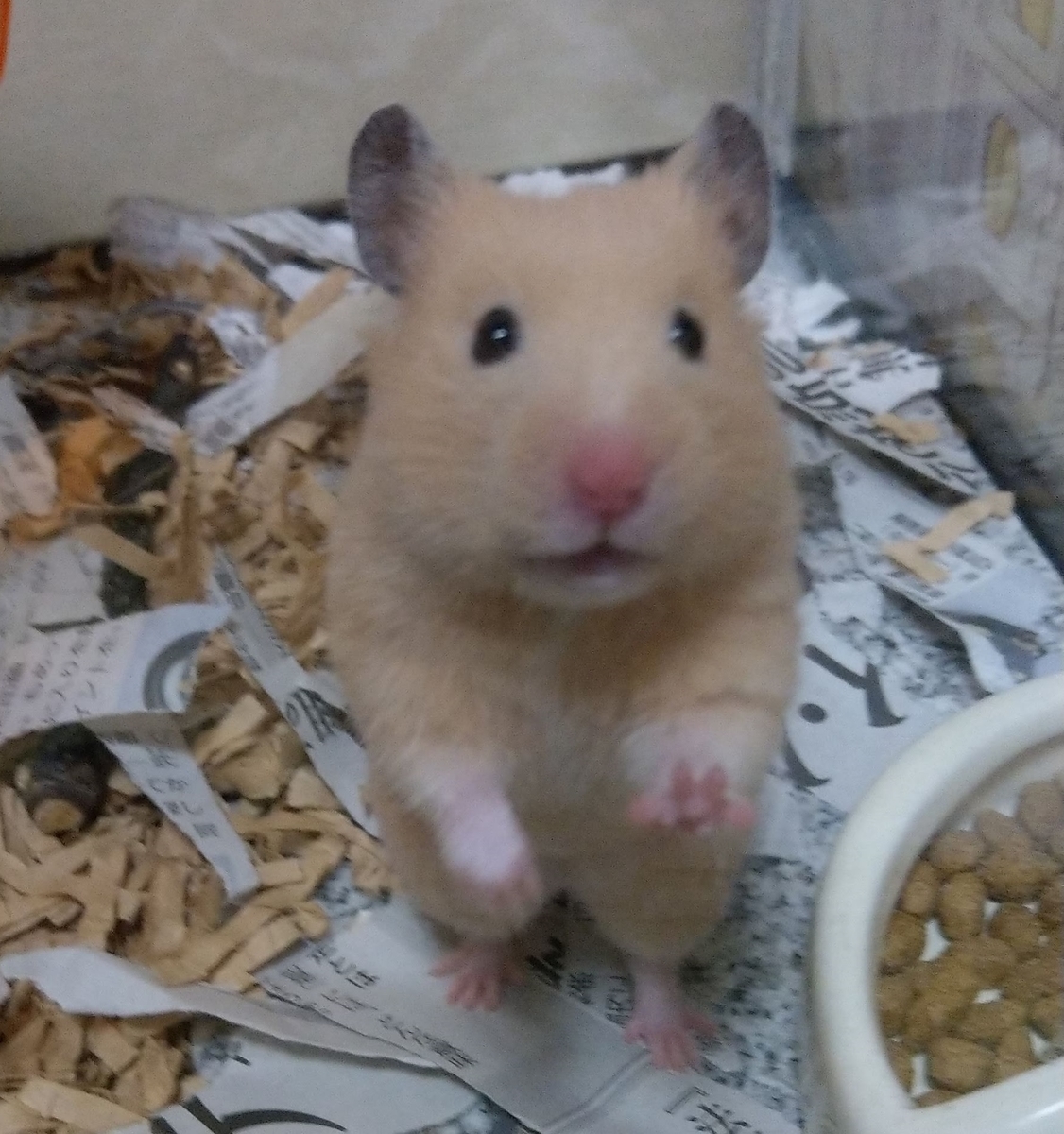 f:id:sinmogera:20190501225839j:plain f:id:sinmogera:20190501225839j:plain