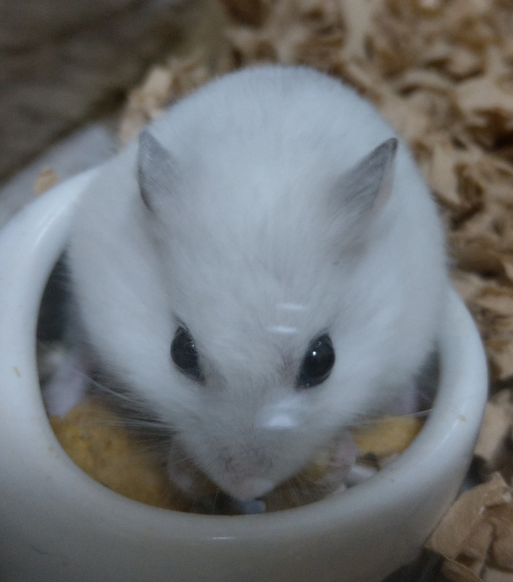 f:id:sinmogera:20190501230439j:plain f:id:sinmogera:20190501230439j:plain