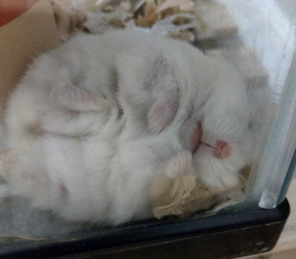 f:id:sinmogera:20190501230819j:plain f:id:sinmogera:20190501230819j:plain