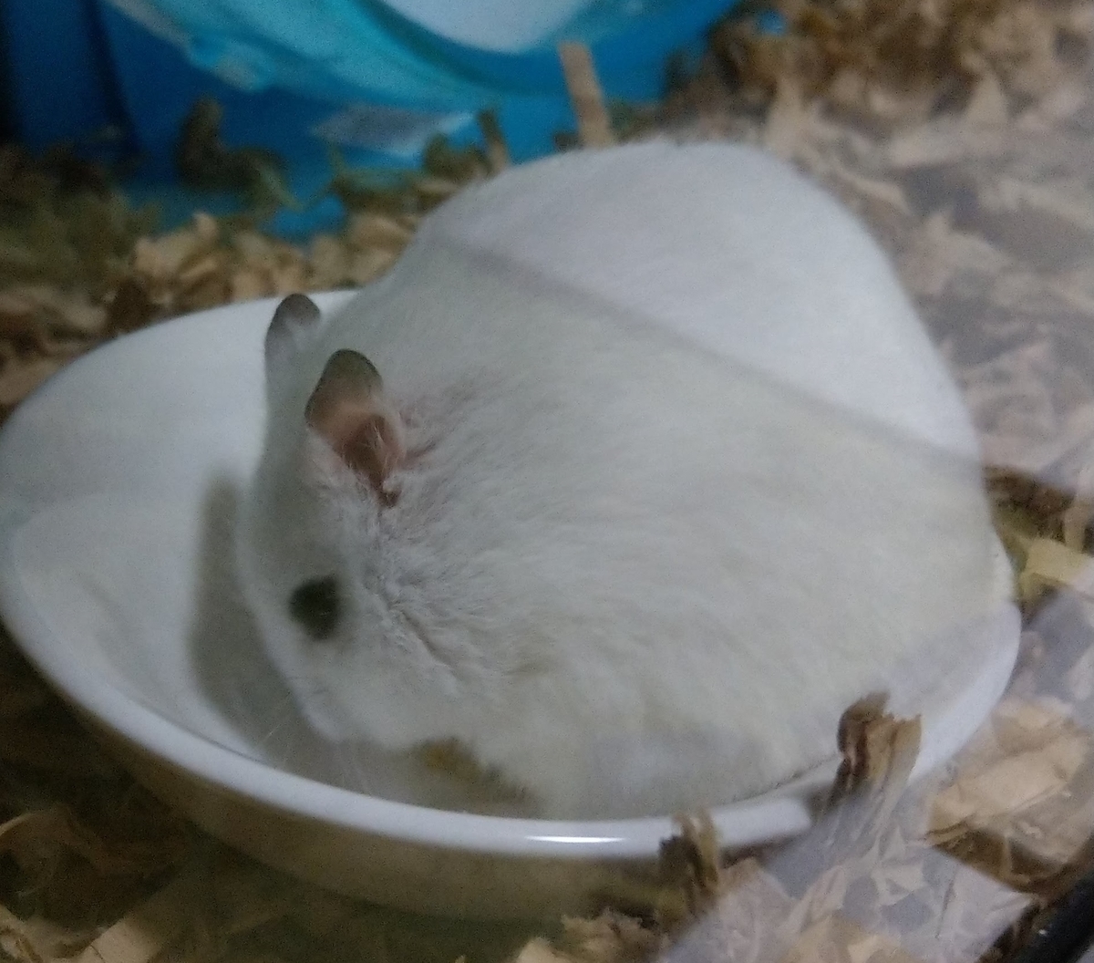 f:id:sinmogera:20190501231506j:plain f:id:sinmogera:20190501231506j:plain