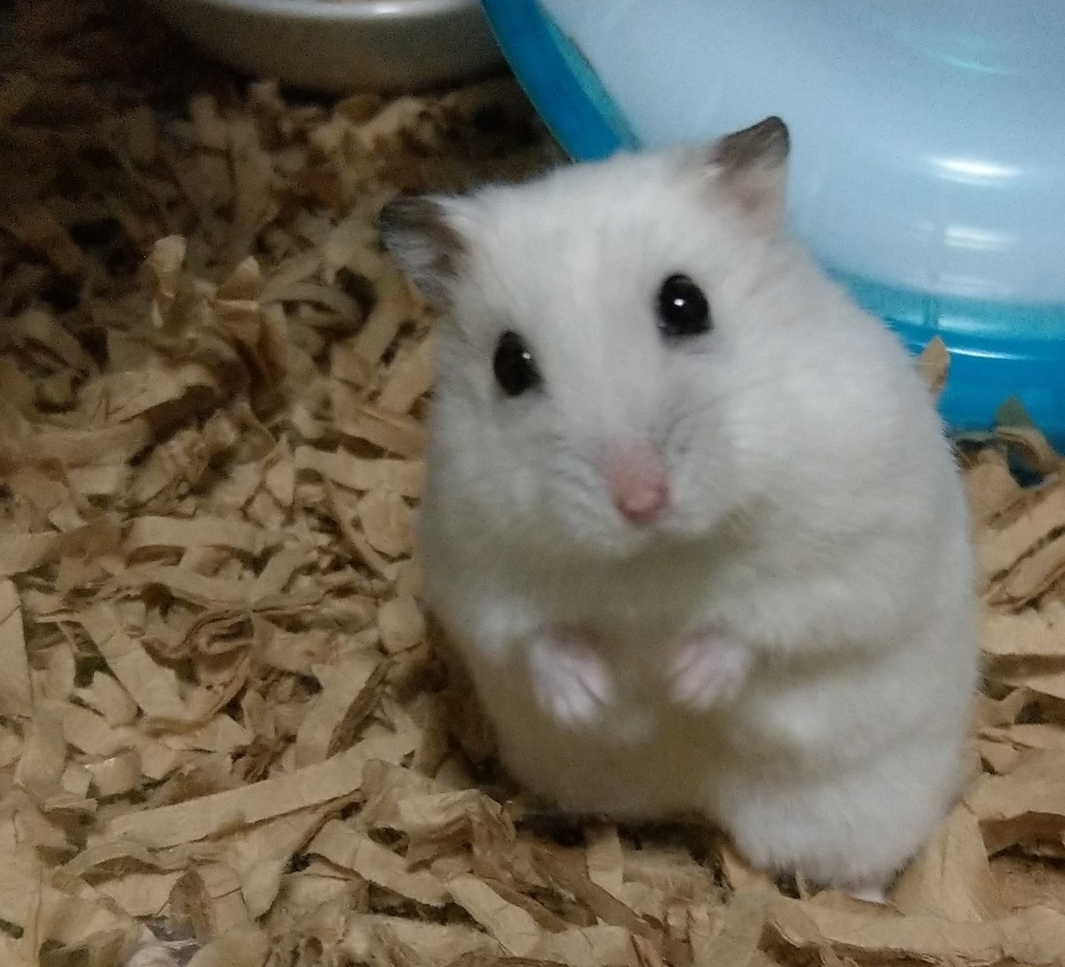 f:id:sinmogera:20190501232056j:plain f:id:sinmogera:20190501232056j:plain