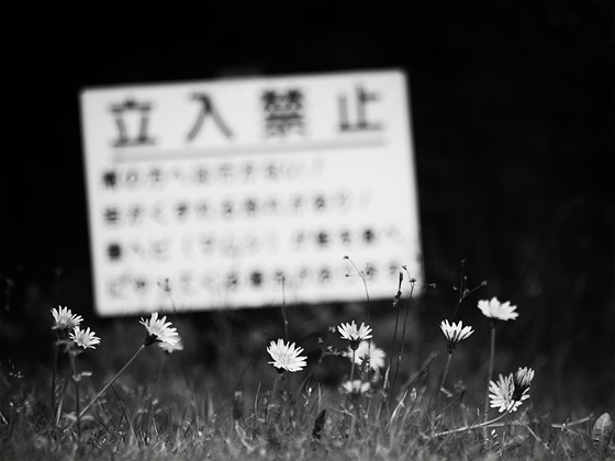 イメージ 7
