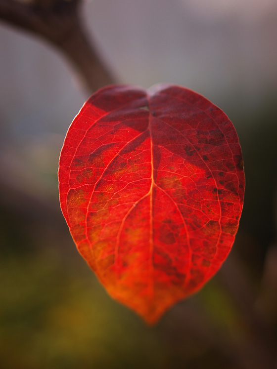 キッズ屋台村 金魚すくい 実観