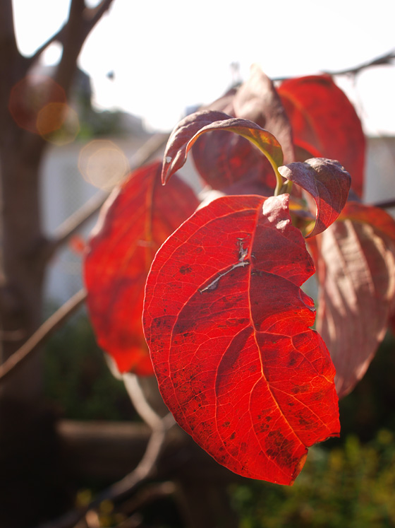 キッズ屋台村 金魚すくい 実観