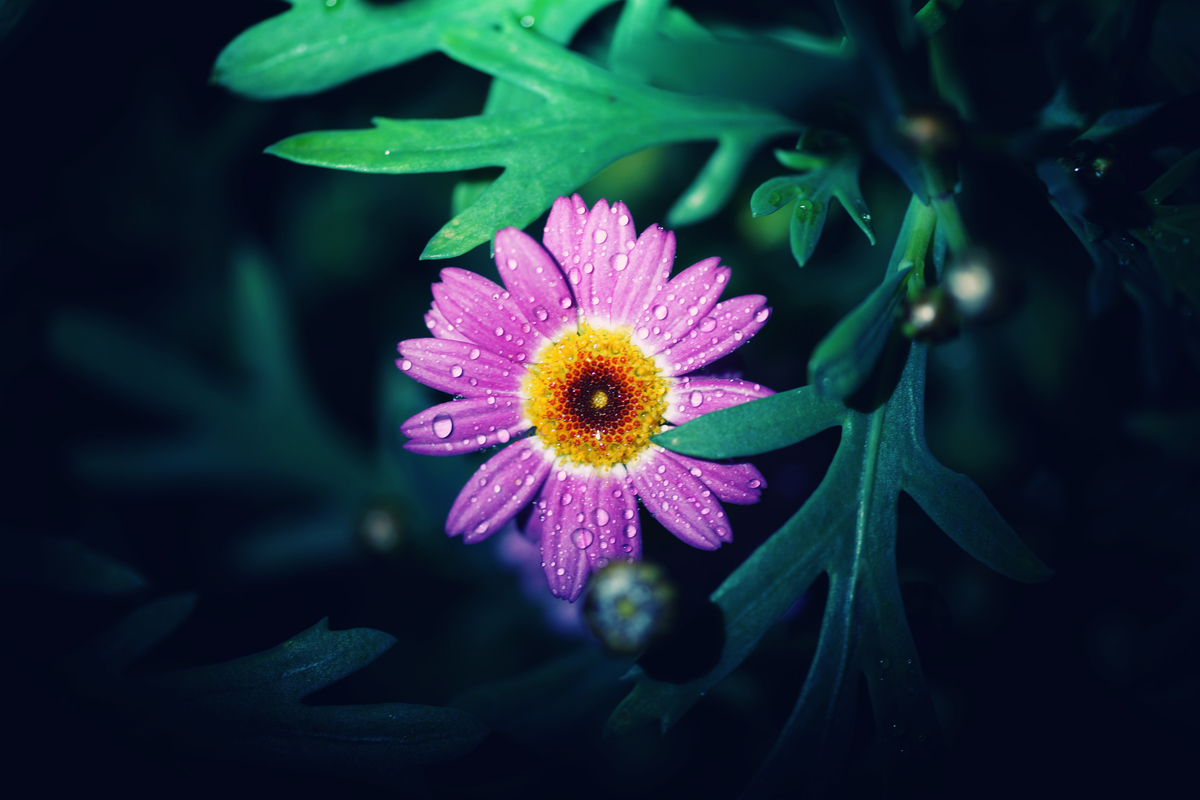 f:id:sinn156:20210514020537j:plain