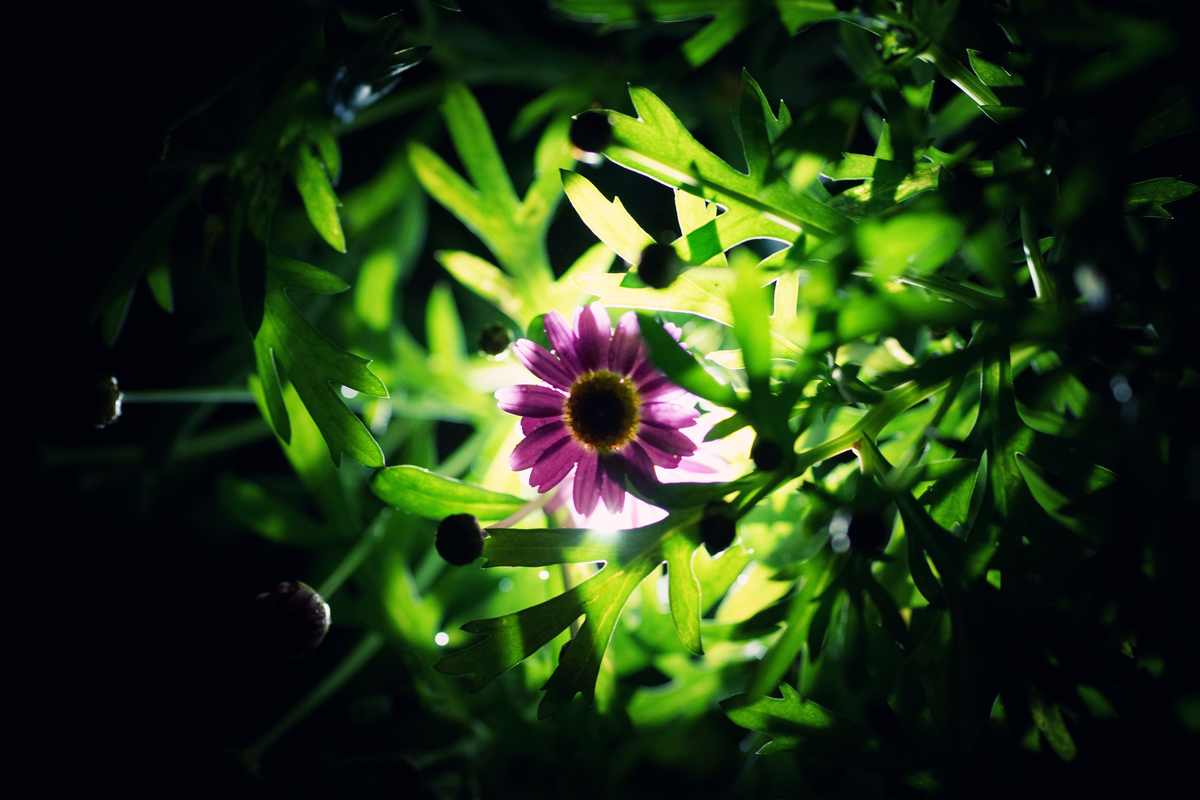 f:id:sinn156:20210514020706j:plain
