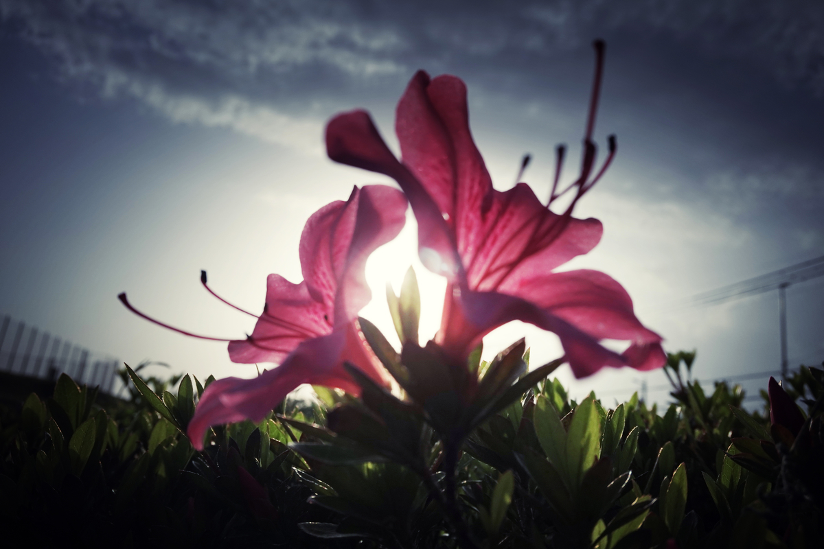 f:id:sinn156:20210725232259j:plain