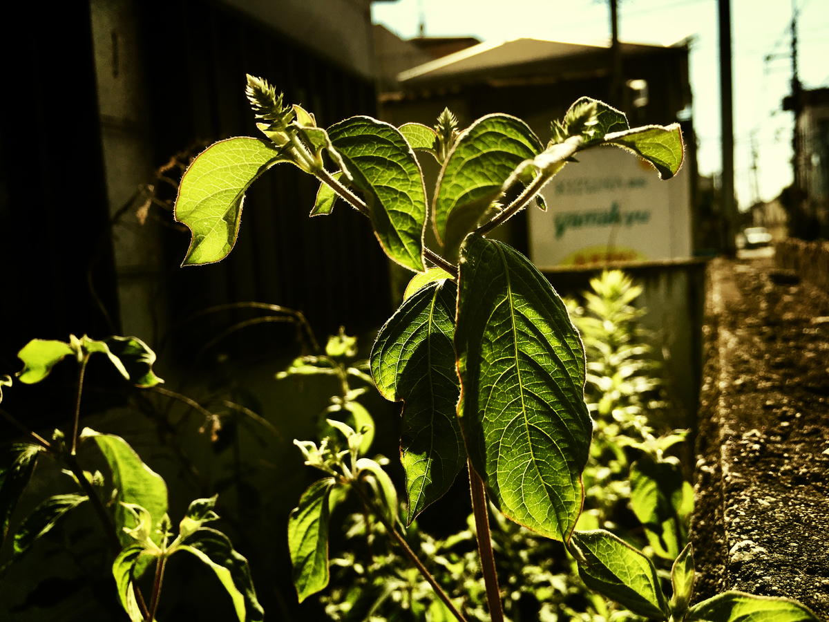 f:id:sinn156:20210923015434j:plain