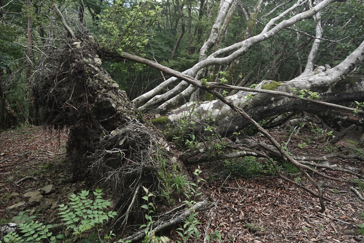 f:id:sinn156:20210926211953j:plain