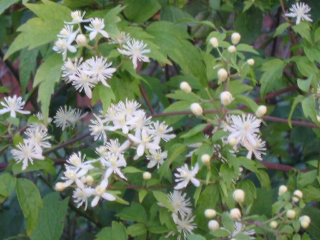 f:id:sinnjiyuujinn:20200820085103j:plain f:id:sinnjiyuujinn:20200820085103j:plain