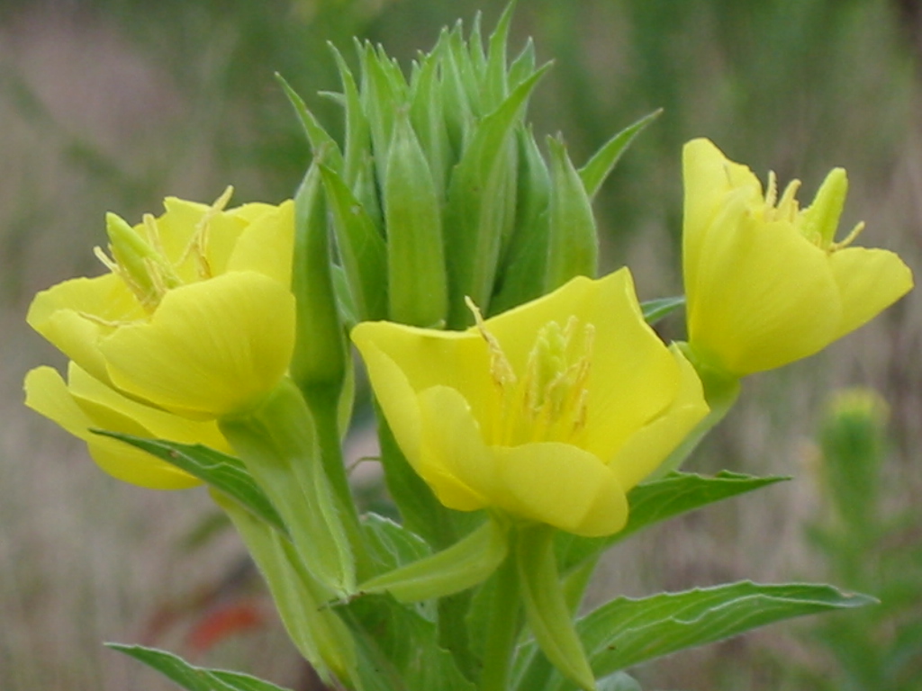 f:id:sinnjiyuujinn:20200822142200j:plain f:id:sinnjiyuujinn:20200822142200j:plain