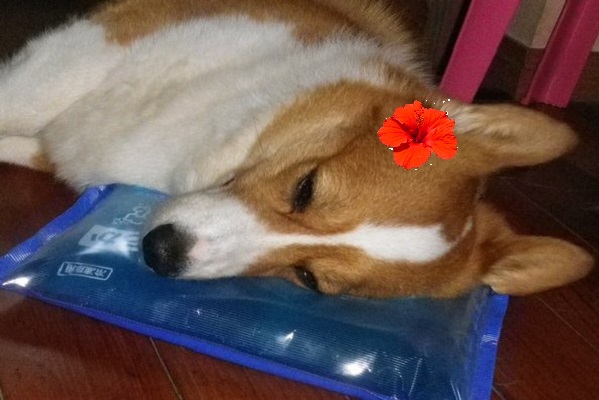 f:id:sinnjyounohito:20191229222731j:plain f:id:sinnjyounohito:20191229222731j:plain