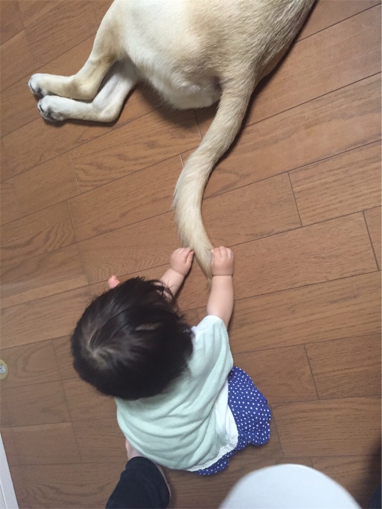 f:id:sinnmaipapa:20160725063514j:image f:id:sinnmaipapa:20160725063514j:image