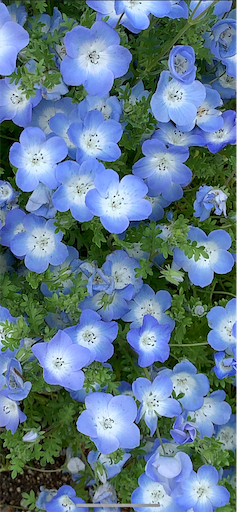 f:id:sinntoki:20210505040050p:image