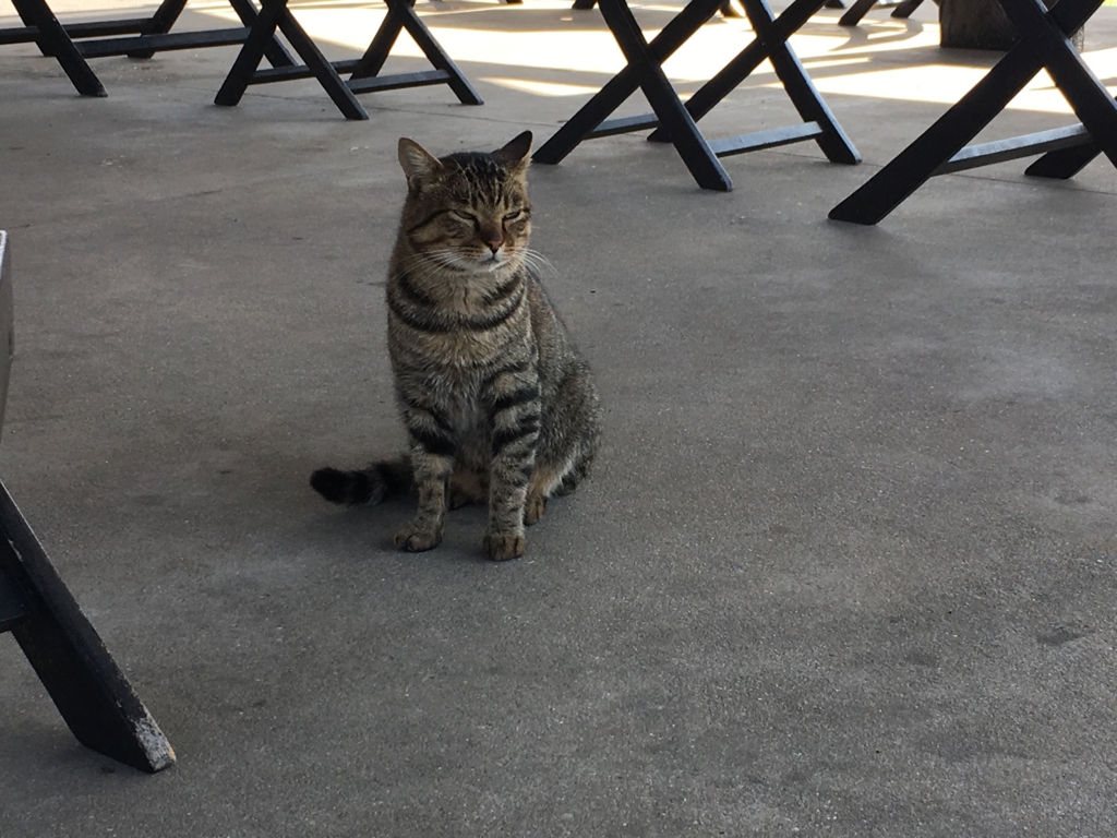 f:id:sinobu-ms:20161010214759j:plain f:id:sinobu-ms:20161010214759j:plain