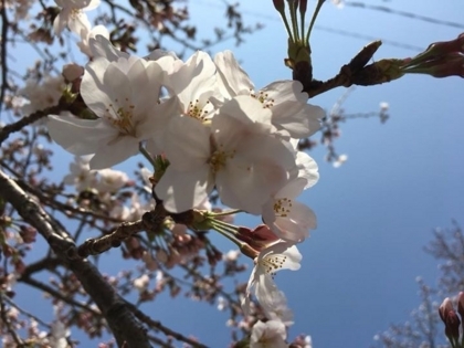 f:id:sinobu-ms:20180328180202j:image f:id:sinobu-ms:20180328180202j:image