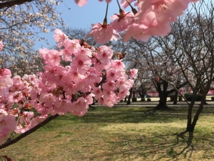 f:id:sinobu-ms:20180328180329j:image f:id:sinobu-ms:20180328180329j:image