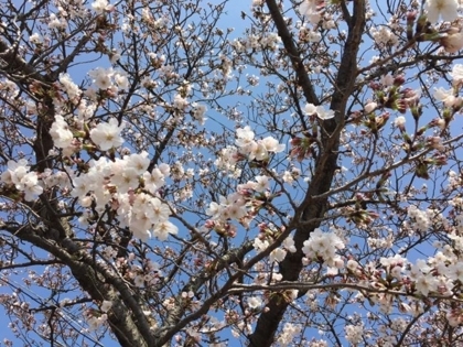 f:id:sinobu-ms:20180328180425j:image f:id:sinobu-ms:20180328180425j:image