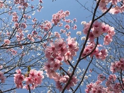 f:id:sinobu-ms:20180328180516j:image f:id:sinobu-ms:20180328180516j:image