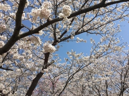 f:id:sinobu-ms:20180328181141j:image f:id:sinobu-ms:20180328181141j:image