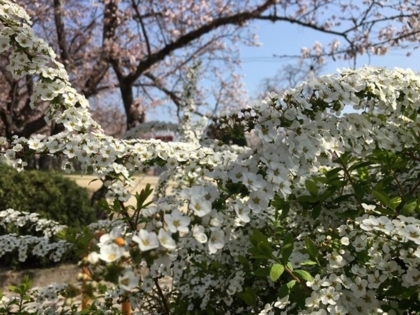 f:id:sinobu-ms:20180328181845j:image f:id:sinobu-ms:20180328181845j:image