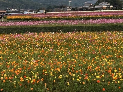 f:id:sinobu-ms:20181103204149j:image f:id:sinobu-ms:20181103204149j:image