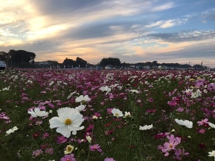 f:id:sinobu-ms:20181103204248j:image f:id:sinobu-ms:20181103204248j:image