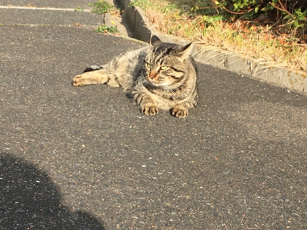 f:id:sinobu-ms:20190129205052j:plain