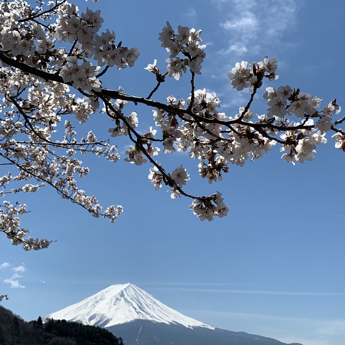f:id:sinobu-ms:20190419231405j:plain