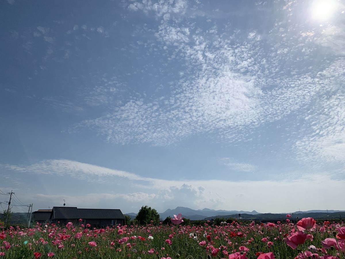 f:id:sinobu-ms:20190513223630j:plain