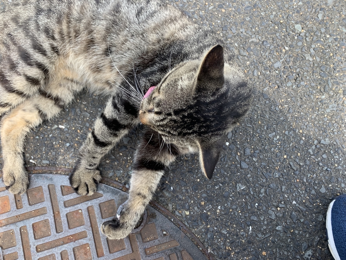 f:id:sinobu-ms:20190724070852j:plain