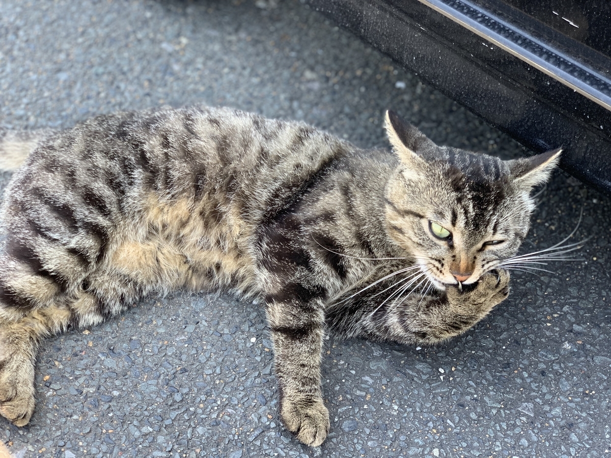 f:id:sinobu-ms:20190724071812j:plain