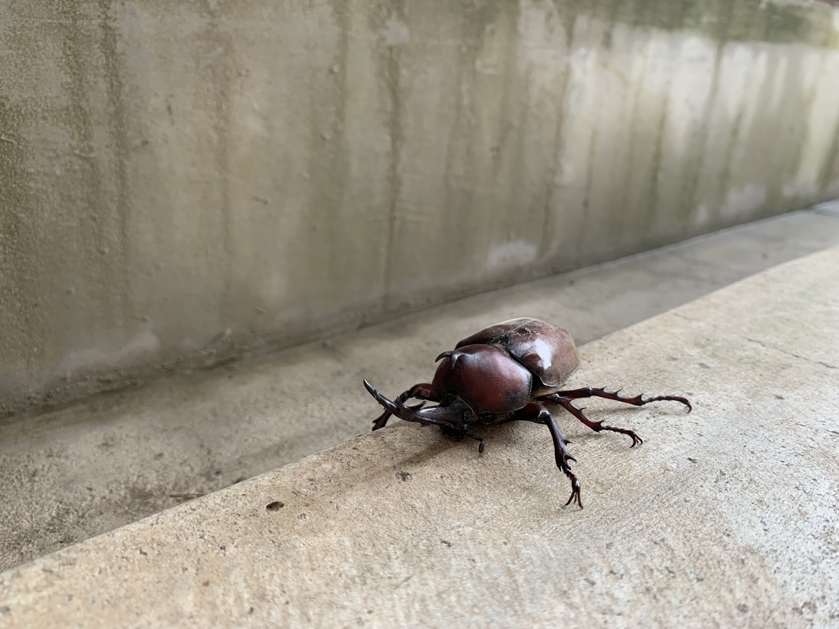 f:id:sinobu-ms:20190724071944j:plain